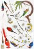 Parrots - Large Wall Decals Stickers Appliques Home Decor