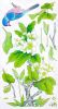 Bird In Leaf M - Wall Decals Stickers Appliques Home Decor