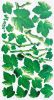 Green Vine - Wall Decals Stickers Appliques Home Decor